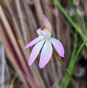 Caladenia carnea at Bombay, NSW - suppressed