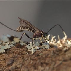 Ichneumonoidea (Superfamily) at Moruya, NSW - 29 Sep 2024 by LisaH