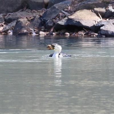 Microcarbo melanoleucos (Little Pied Cormorant) at Symonston, ACT - 29 Sep 2024 by RodDeb