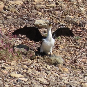 Microcarbo melanoleucos at Symonston, ACT - 29 Sep 2024