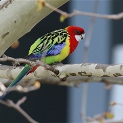 Platycercus eximius (Eastern Rosella) at Symonston, ACT - 29 Sep 2024 by RodDeb