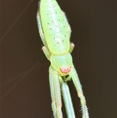 Unidentified Spider (Araneae) at Moruya, NSW - 29 Sep 2024 by LisaH