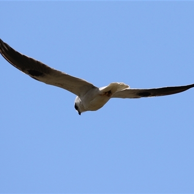 Elanus axillaris (Black-shouldered Kite) at Symonston, ACT - 29 Sep 2024 by RodDeb