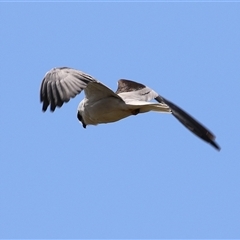 Elanus axillaris at Symonston, ACT - 29 Sep 2024