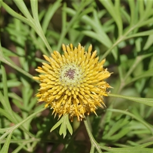 Isopogon anemonifolius at Moruya, NSW - 29 Sep 2024