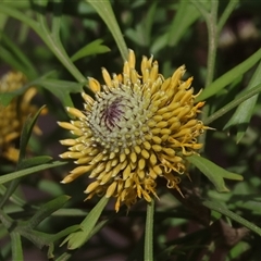 Isopogon anemonifolius at Moruya, NSW - 29 Sep 2024