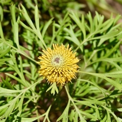 Isopogon anemonifolius at Moruya, NSW - 29 Sep 2024