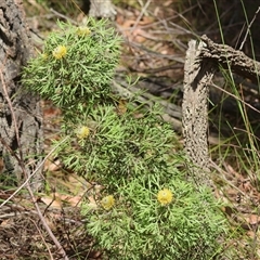 Isopogon anemonifolius at Moruya, NSW - 29 Sep 2024