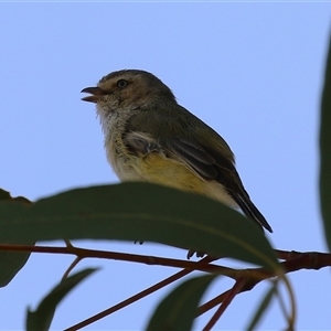 Smicrornis brevirostris at Symonston, ACT - 29 Sep 2024