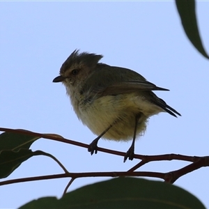 Smicrornis brevirostris at Symonston, ACT - 29 Sep 2024