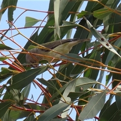 Smicrornis brevirostris at Symonston, ACT - 29 Sep 2024