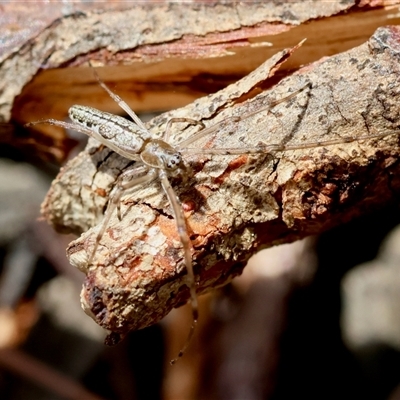 Tetragnatha demissa (Crouching Long-jawed Spider) at Moruya, NSW - 29 Sep 2024 by LisaH