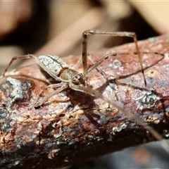 Tetragnatha demissa at Moruya, NSW - suppressed
