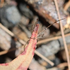 Tetragnatha demissa at Moruya, NSW - suppressed