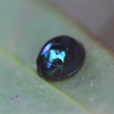 Chrysomelidae sp. (family) at Moruya, NSW - 29 Sep 2024 by LisaH