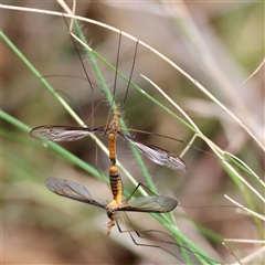 Leptotarsus (Macromastix) costalis (Common Brown Crane Fly) at Moruya, NSW - 29 Sep 2024 by LisaH