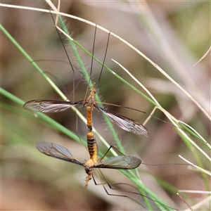 Leptotarsus (Macromastix) costalis at Moruya, NSW - suppressed