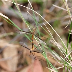 Leptotarsus (Macromastix) costalis at Moruya, NSW - suppressed