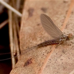 Ephemeroptera (order) (Unidentified Mayfly) at Moruya, NSW - 29 Sep 2024 by LisaH