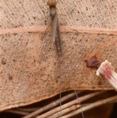 Ephemeroptera (order) at Moruya, NSW - 29 Sep 2024