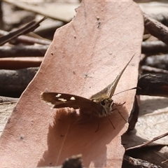 Hesperiidae (family) at Moruya, NSW - 29 Sep 2024 by LisaH