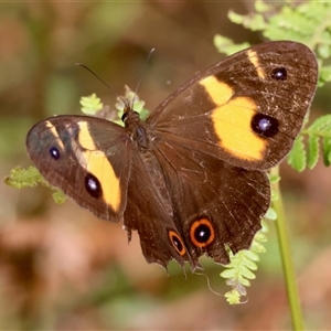 Tisiphone abeona at Moruya, NSW - suppressed