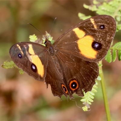 Tisiphone abeona (Varied Sword-grass Brown) at Moruya, NSW - 29 Sep 2024 by LisaH