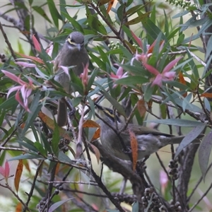 Caligavis chrysops at Moruya, NSW - suppressed