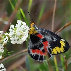 Delias harpalyce (Imperial Jezebel) at Ainslie, ACT - 29 Sep 2024 by TimL