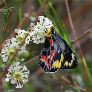 Delias harpalyce at Ainslie, ACT - 29 Sep 2024