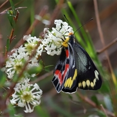 Delias harpalyce at Ainslie, ACT - 29 Sep 2024