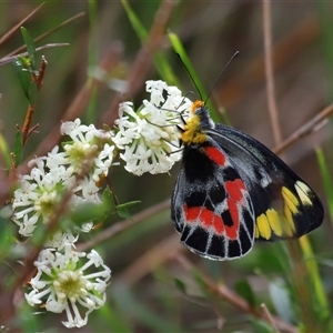 Delias harpalyce at Ainslie, ACT - 29 Sep 2024