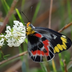 Delias harpalyce at Ainslie, ACT - 29 Sep 2024