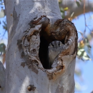 Aegotheles cristatus at Ainslie, ACT - 29 Sep 2024