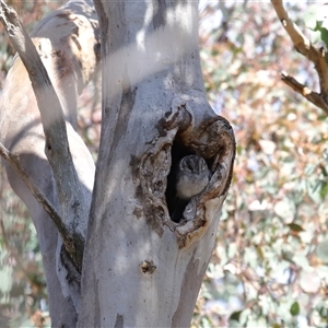 Aegotheles cristatus at Ainslie, ACT - 29 Sep 2024