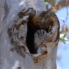 Aegotheles cristatus at Ainslie, ACT - 29 Sep 2024