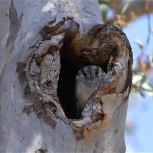 Aegotheles cristatus at Ainslie, ACT - 29 Sep 2024