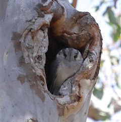 Aegotheles cristatus at Ainslie, ACT - 29 Sep 2024