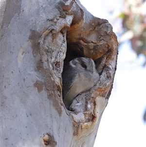 Aegotheles cristatus at Ainslie, ACT - 29 Sep 2024