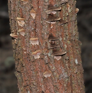 Phaeotrametes decipiens at Ainslie, ACT - 29 Sep 2024