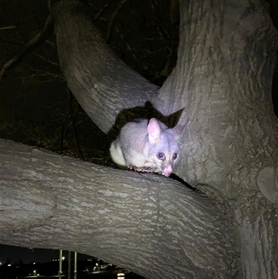 Trichosurus vulpecula (Common Brushtail Possum) at Parkes, ACT - 10 Jun 2024 by TimL