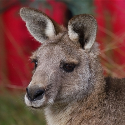 Macropus giganteus (Eastern Grey Kangaroo) at Tharwa, ACT - 10 Jul 2024 by TimL