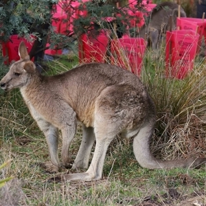 Macropus giganteus at Tharwa, ACT - 10 Jul 2024