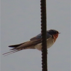 Hirundo neoxena (Welcome Swallow) at Kangaroo Valley, NSW - 30 Sep 2024 by lbradley