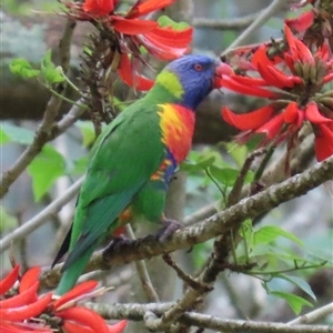 Trichoglossus moluccanus at Kangaroo Valley, NSW - suppressed