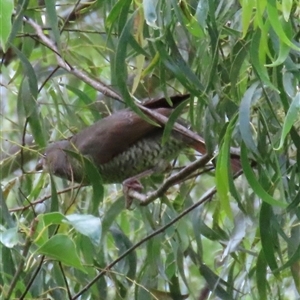 Ptilonorhynchus violaceus at Kangaroo Valley, NSW - 30 Sep 2024