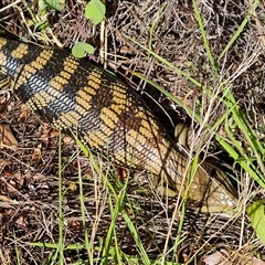 Tiliqua scincoides scincoides (Eastern Blue-tongue) at Isaacs, ACT - 29 Sep 2024 by Mike