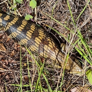 Tiliqua scincoides scincoides at Isaacs, ACT - 30 Sep 2024