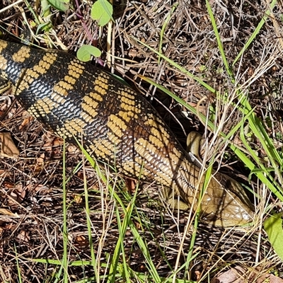 Tiliqua scincoides scincoides (Eastern Blue-tongue) at Isaacs, ACT - 29 Sep 2024 by Mike