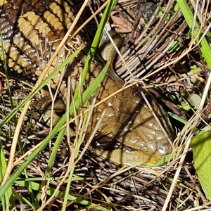 Tiliqua scincoides scincoides at Isaacs, ACT - 30 Sep 2024